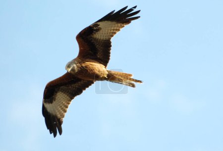 Téléchargez les photos : The red kite in sky - en image libre de droit