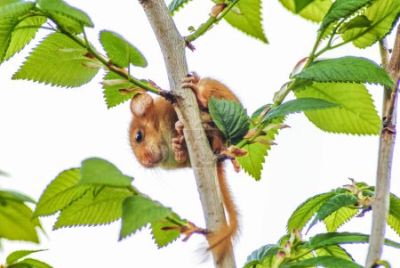 Photo for Little hazel dormouse climb the twig in nature - Royalty Free Image