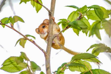 Little hazel dormouse climb the twig in nature