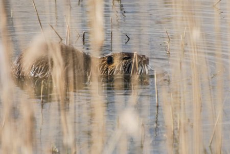 coypu swimming in the water 