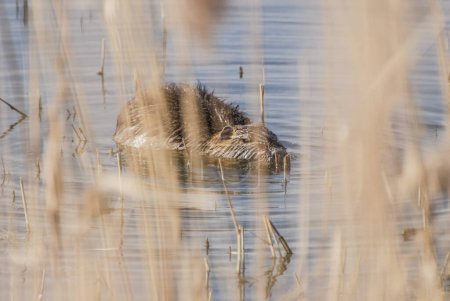 Photo for Coypu swimming in the water - Royalty Free Image