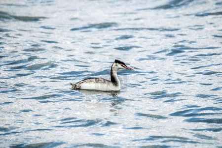 Téléchargez les photos : Oiseau sauvage sur l'eau - en image libre de droit