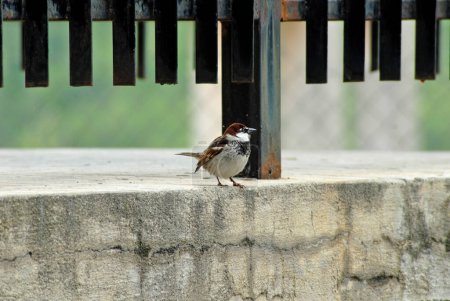 Téléchargez les photos : A closeup of sparrow bird - en image libre de droit