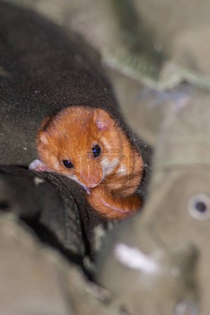 Photo for Dormouse  animal, close up - Royalty Free Image