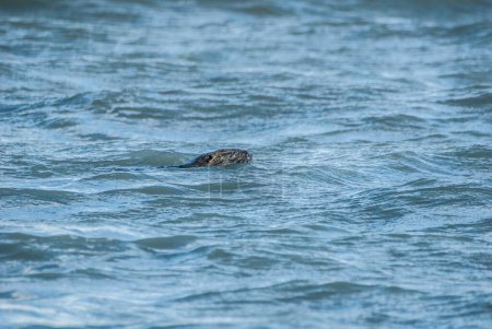 Photo for Coypu swimming in the water - Royalty Free Image