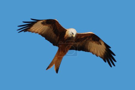 Photo for The red kite in sky - Royalty Free Image