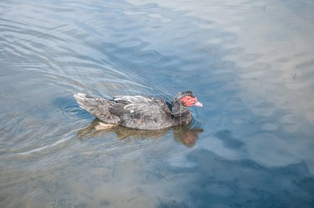 Téléchargez les photos : Beau canard nage sur la rivière - en image libre de droit