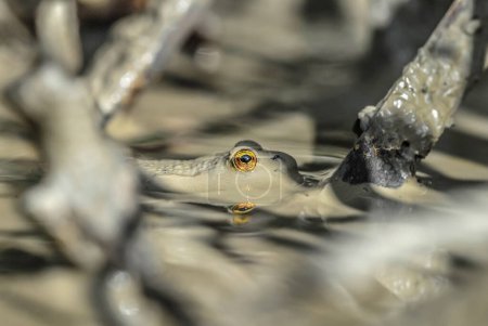 Foto de Vista de cerca de la rana en el estanque - Imagen libre de derechos