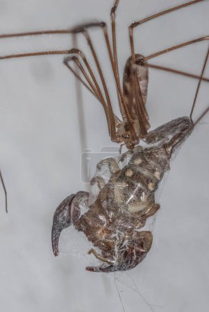 Téléchargez les photos : Scorpion dans la toile d'araignée - en image libre de droit