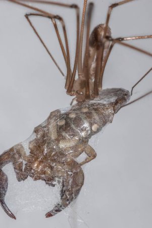 Téléchargez les photos : Scorpion dans la toile d'araignée - en image libre de droit