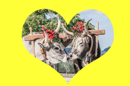 Photo for Pair of oxen in yellow heart, oxen in love - Royalty Free Image