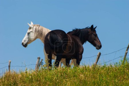 Téléchargez les photos : Troupeau de chevaux pâturant l'herbe - en image libre de droit