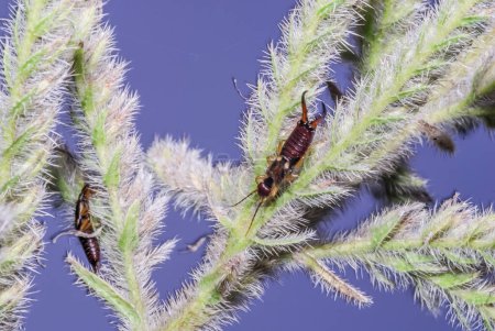 Foto de Forficulinae is a subfamily of earwigs in the family Forficulidae - Imagen libre de derechos