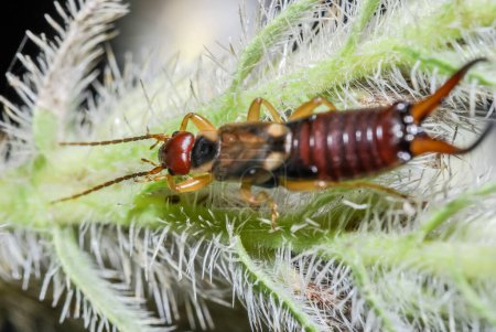 Forficulinae is a subfamily of earwigs in the family Forficulidae