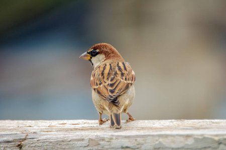 Foto de A closeup of sparrow bird - Imagen libre de derechos
