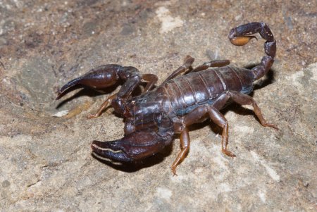 Téléchargez les photos : Scorpion sur le rocher, gros plan - en image libre de droit
