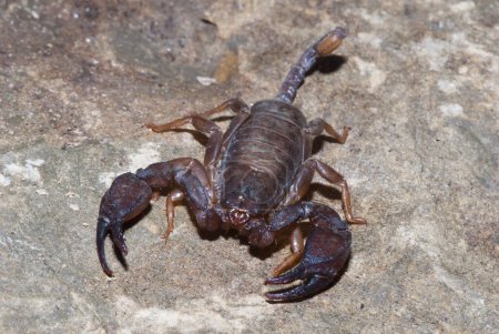 Téléchargez les photos : Scorpion sur le rocher, gros plan - en image libre de droit
