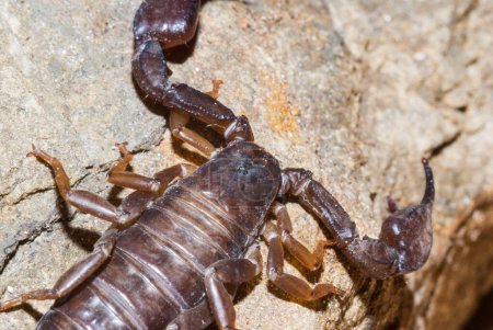 Téléchargez les photos : Arachnide prédateur Scorpion de l'ordre des Scorpiones. - en image libre de droit