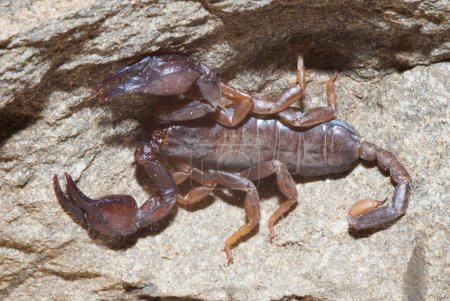 Téléchargez les photos : Arachnide prédateur Scorpion de l'ordre des Scorpiones. - en image libre de droit