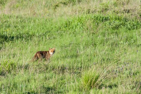 Téléchargez les photos : Red fox on lawn, animal - en image libre de droit