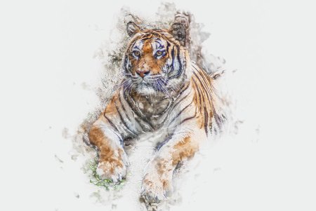 Téléchargez les photos : Beau tigre dans le zoo - en image libre de droit
