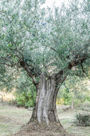 Téléchargez les photos : Vieil olivier dans le jardin - en image libre de droit
