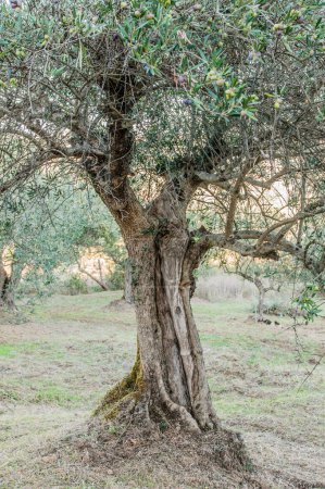 Téléchargez les photos : Vieil olivier dans le jardin - en image libre de droit