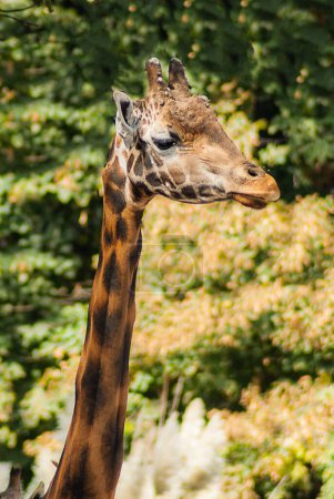 Téléchargez les photos : Close up of giraffe in park - en image libre de droit