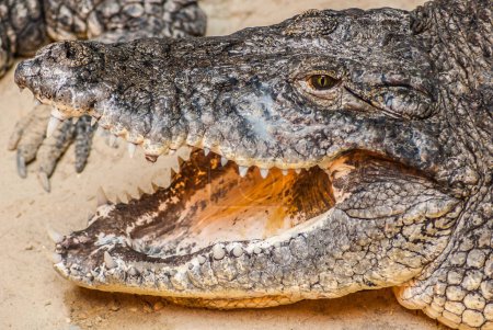 Téléchargez les photos : Alligator in the zoo, wildlife - en image libre de droit