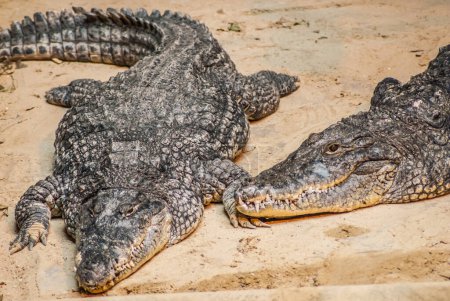 Photo for Alligators in the zoo, wildlife - Royalty Free Image