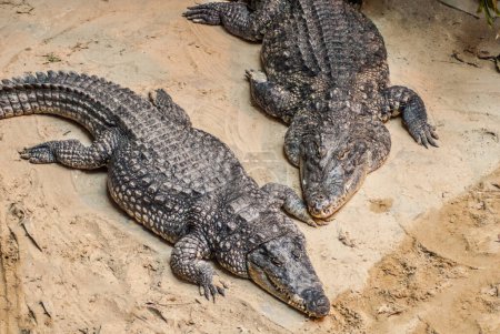 Photo for Alligators in the zoo, wildlife - Royalty Free Image