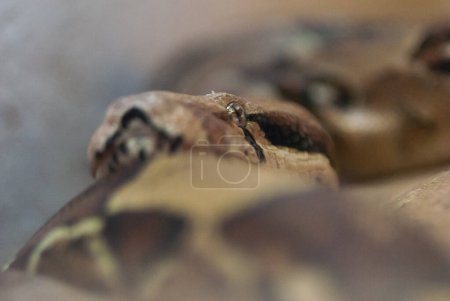 Téléchargez les photos : Viper crawls in wild, close up - en image libre de droit