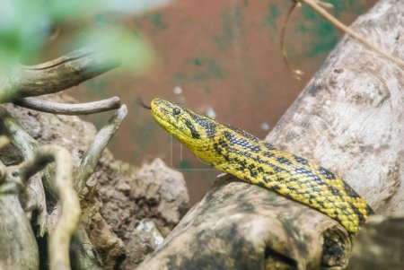 Foto de Primer plano de una serpiente, animal - Imagen libre de derechos