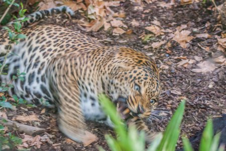 Téléchargez les photos : Faune, guépard dans le zoo - en image libre de droit