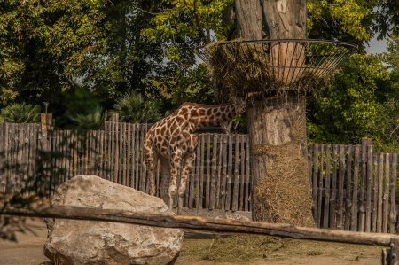 Téléchargez les photos : Gros plan de girafe dans le parc - en image libre de droit