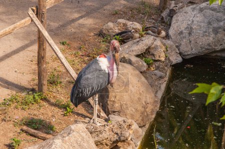 Photo for Marabou stork  bird in zoo - Royalty Free Image