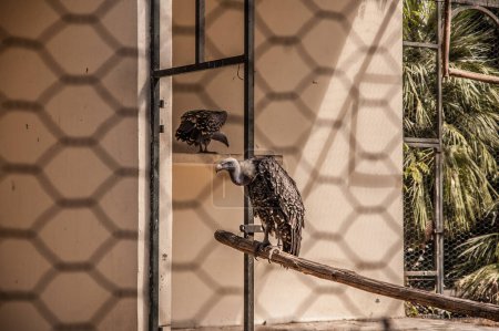 Foto de Aves rapaces cóndor está sentado en la jaula - Imagen libre de derechos