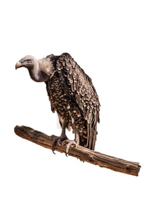 Téléchargez les photos : A closeup of vulture isolated on white - en image libre de droit