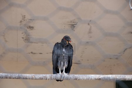 Foto de Hermoso pájaro en zoológico - Imagen libre de derechos
