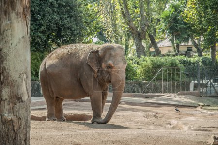Téléchargez les photos : Un éléphant d'Afrique dans le zoo - en image libre de droit