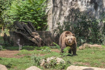 Téléchargez les photos : Grizzli dans le zoo - en image libre de droit