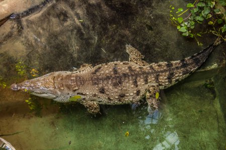 Téléchargez les photos : Alligator in the zoo, wildlife - en image libre de droit