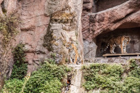 Foto de Tigres hermosos en el zoológico - Imagen libre de derechos