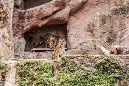 Téléchargez les photos : Beautiful tigers in the zoo - en image libre de droit