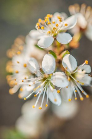 Foto de Beautiful white flowers on a tree. macro shot - Imagen libre de derechos