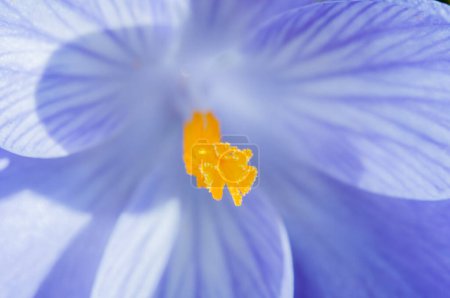 Foto de Primer plano de hermosa flor que crece en el césped - Imagen libre de derechos