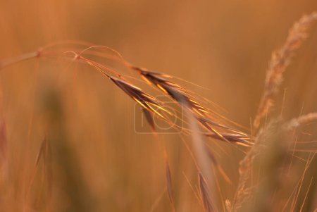 Foto de Primer plano de las espigas de trigo sobre fondo borroso - Imagen libre de derechos