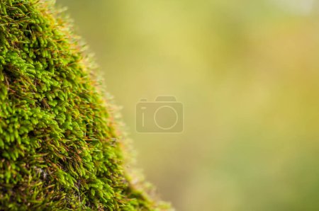 Photo for Close up of the green  moss - Royalty Free Image
