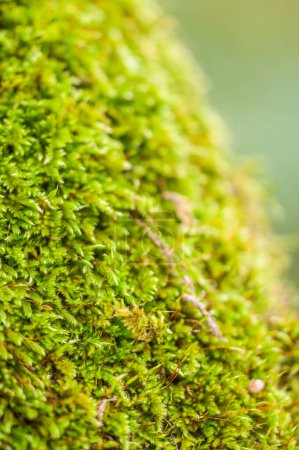 Foto de Primer plano del musgo verde - Imagen libre de derechos