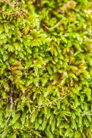 Photo for Close up of the trunk with  moss - Royalty Free Image